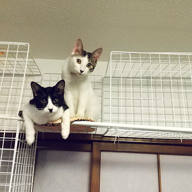 ワイヤーネットdiy キャットタワーdiy 猫のいる日常 壁美人 いいね ありがとうございます などのインテリア実例 02 19 07 59 43 Roomclip ルームクリップ