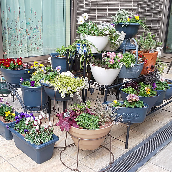 玄関 入り口 花が好き 冬の庭 ガーデニング 植物のある暮らし などのインテリア実例 22 01 27 13 42 30 Roomclip ルームクリップ