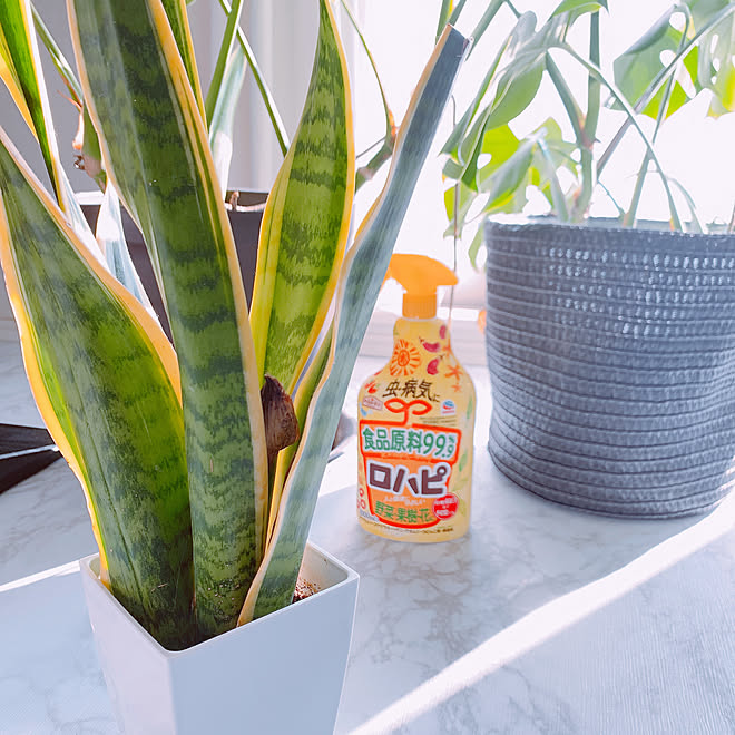 モンステラ サンセベリア 観葉植物 ロハピ アースガーデン などのインテリア実例 06 09 18 23 07 Roomclip ルームクリップ