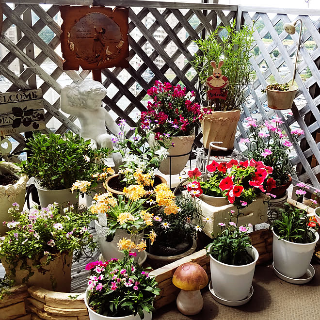 玄関 入り口 花壇 ベランダガーデン ベランダガーデニング 小さな庭 などのインテリア実例 22 06 07 18 58 40 Roomclip ルームクリップ 玄関 入り口 花壇 ベランダガーデン ベランダガーデニング 小さな庭 などのインテリア実例 22 06 07 18 58 40 Roomclip ルームクリップ