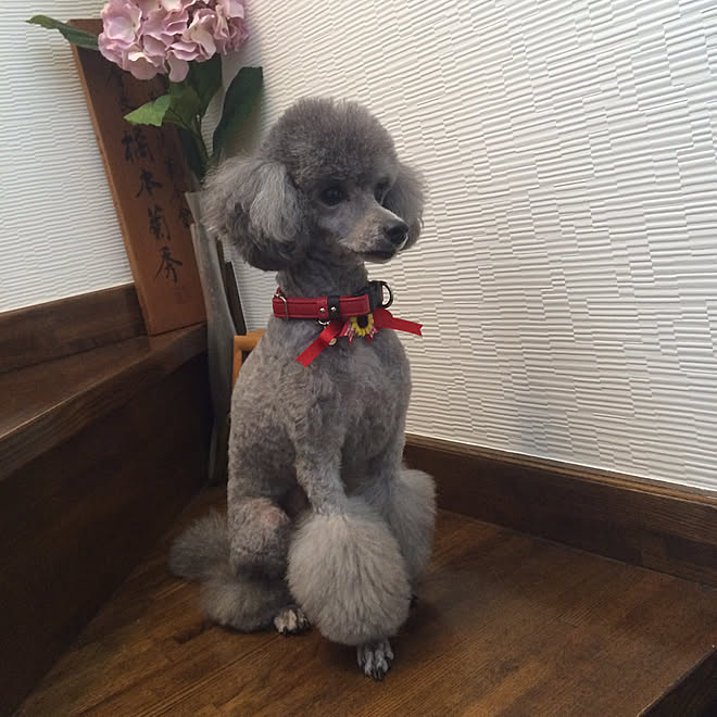 リビング トイプードル トイプードル多頭飼いのインテリア実例 18 10 25 05 49 04 Roomclip ルームクリップ