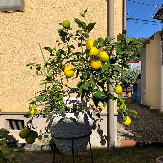 レモンプレート レモンの木 国産レモン 鉢植えレモン 部屋全体のインテリア実例 11 10 09 49 04 Roomclip ルームクリップ