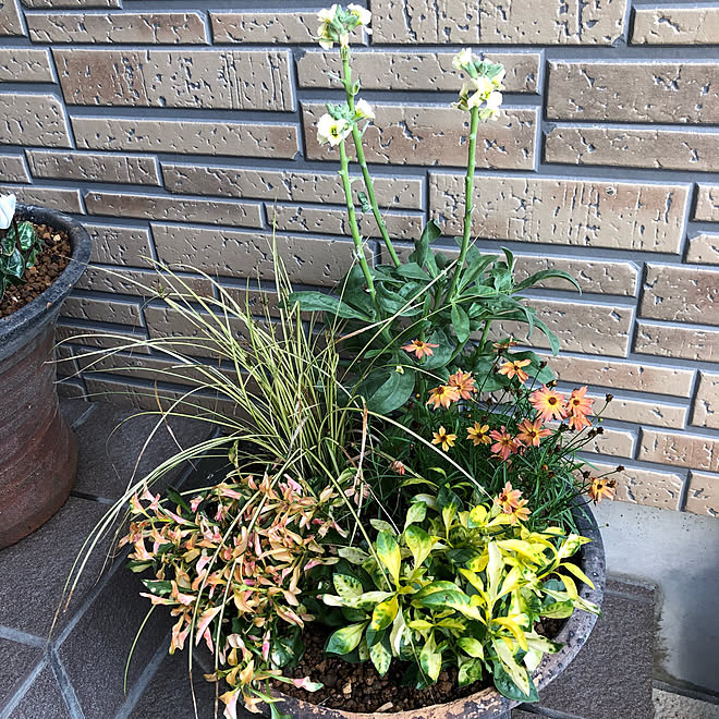 配送 位置する ペッカディロ 観葉植物 アキランサス Anela Ashiya Jp 配送 位置する ペッカディロ 観葉植物 アキランサス Anela Ashiya Jp