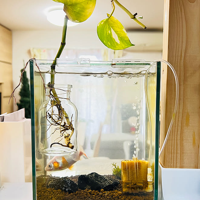 こどもと暮らす 子供のいる暮らし 水槽 金魚 ポトス水栽培 などのインテリア実例 21 11 04 18 59 37 Roomclip ルームクリップ