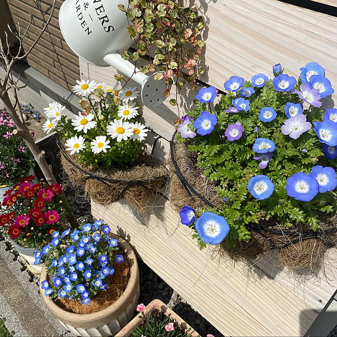 ガーデニング 小さい庭 花のある暮らし 植物のある暮らし 建売住宅でも快適生活 などのインテリア実例 22 04 06 12 11 54 Roomclip ルームクリップ