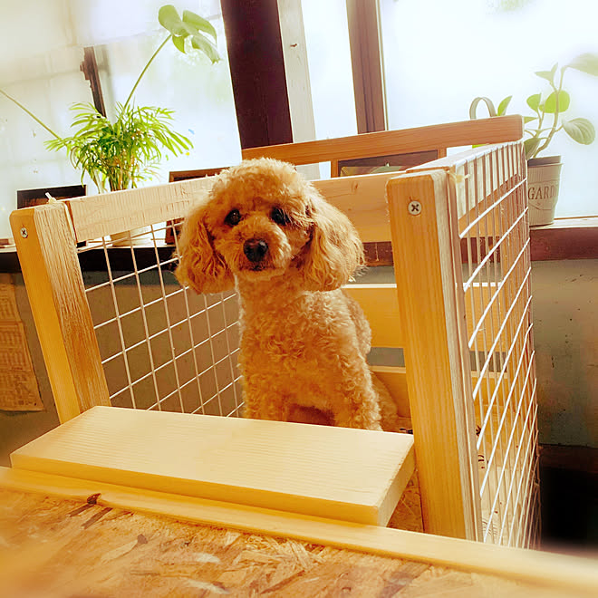 ペットダイニングチェア ペットと楽しむインテリア ペットのいる暮らし ペットインテリア ペットと暮らすインテリア などのインテリア実例 07 12 07 11 14 Roomclip ルームクリップ