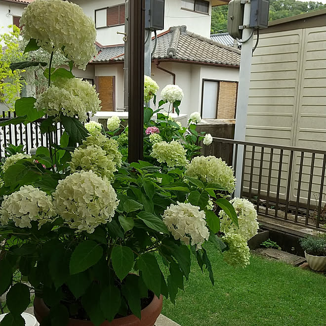 玄関 入り口 いいね いつもありがとうございます 紫陽花 フォローありがとうございます 花のある暮らし などのインテリア実例 22 07 05 13 23 05 Roomclip ルームクリップ