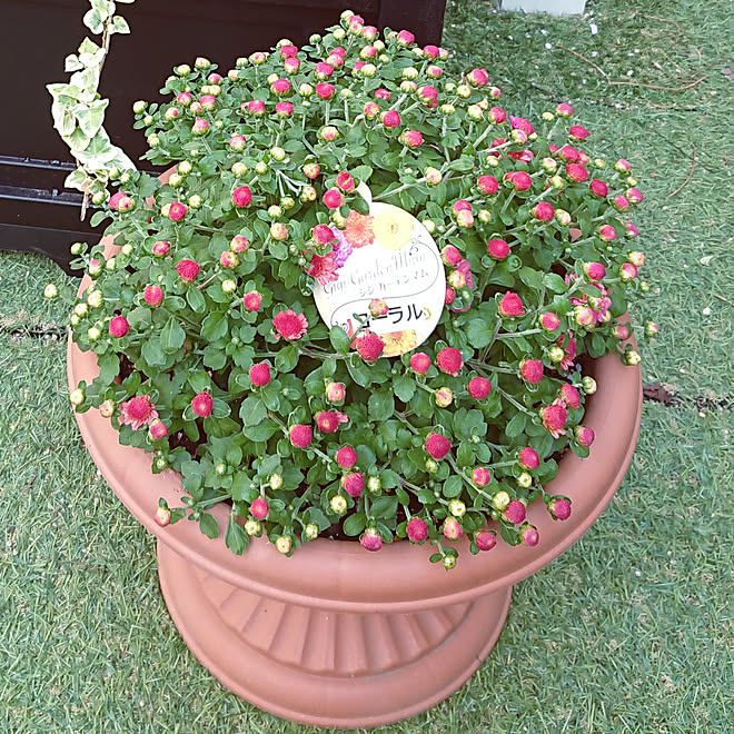 玄関 入り口 庭 ジジ ガーデンマム やっぱり菊だった お花に罪はないけれど などのインテリア実例 10 05 13 31 10 Roomclip ルームクリップ