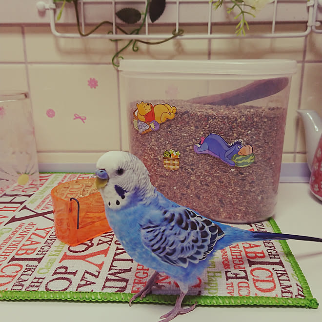 キッチン セキセイインコ 一人暮らし1k 雑貨 観葉植物 などのインテリア実例 19 04 09 16 25 41 Roomclip ルームクリップ