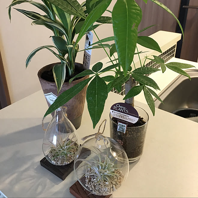 観葉植物/Dream Sticker/マンション/キッチンカウンター/キッチンのインテリア実例 - 2020-08-01 13:25:02