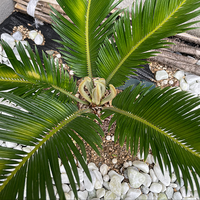 ほぼ放置 ソテツ 玄関 入り口のインテリア実例 21 05 13 11 50 22 Roomclip ルームクリップ