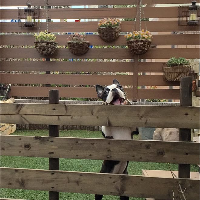 玄関 入り口 ボストンテリア 犬と暮らす家 柵diyのインテリア実例 16 03 31 09 01 14 Roomclip ルームクリップ