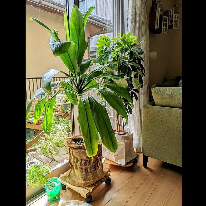 リビング 観葉植物のある暮らし 花のある暮らし 庭のある暮らし ドラセナ などのインテリア実例 22 08 23 14 16 45 Roomclip ルームクリップ
