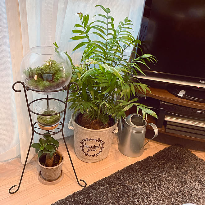 観葉植物 一人暮らし ひとり暮らし 4 5畳 苔リウム などのインテリア実例 21 10 28 10 54 40 Roomclip ルームクリップ