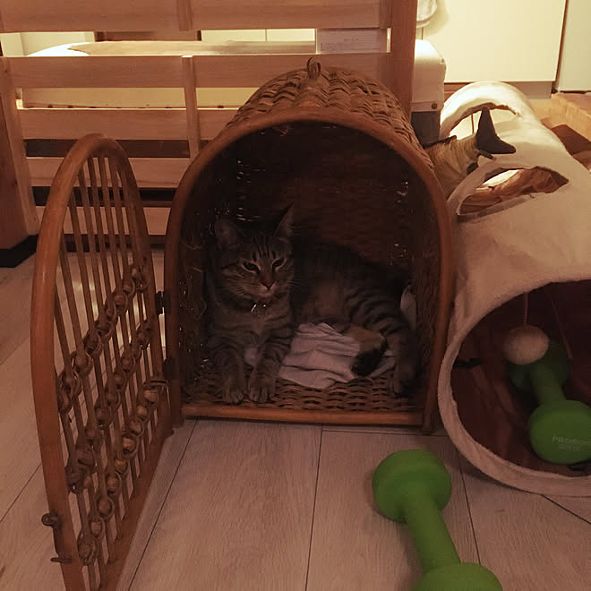 古いアパート/こねこ/子猫と暮らす/猫/猫カフェ風などのインテリア