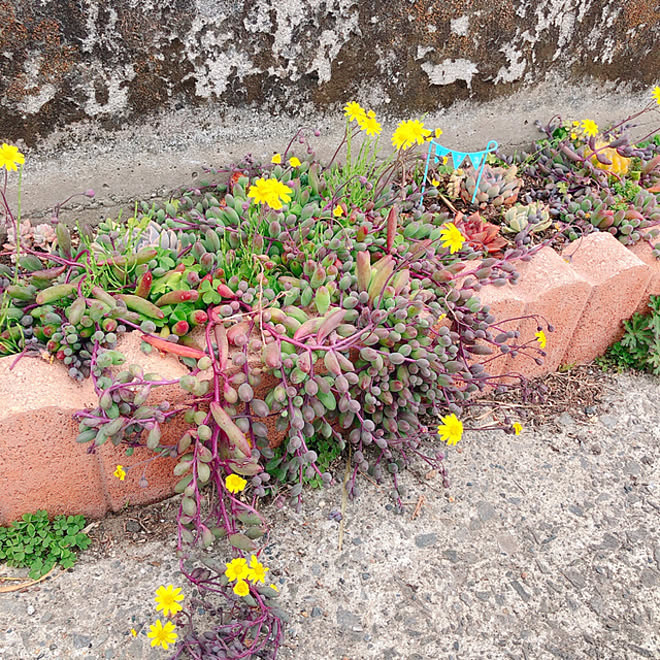 ルビーネックレス 多肉植物 多肉 花壇の花 花壇 などのインテリア実例 22 03 15 19 06 13 Roomclip ルームクリップ