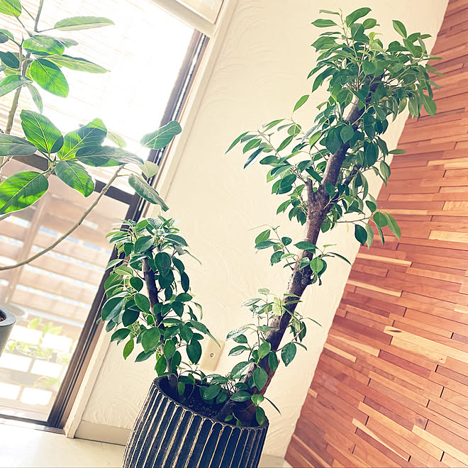 植え替え がじゅまるの木 植木鉢 ガジュマル 観葉植物 などのインテリア実例 21 12 14 14 30 31 Roomclip ルームクリップ
