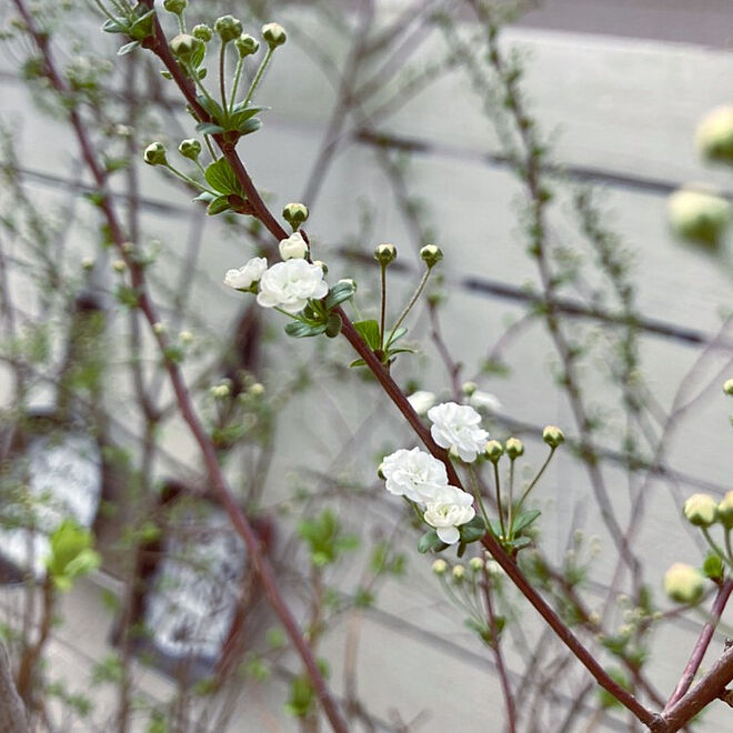ベッド周り ガーデニング 春の花 お花が好き ３月の花 などのインテリア実例 22 03 30 09 25 03 Roomclip ルームクリップ
