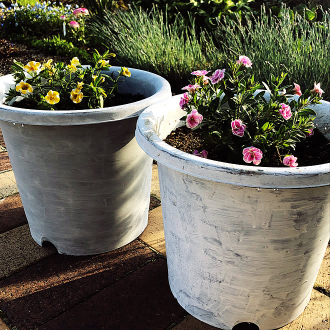 ナデシコ ラナンキュラス ネモフィラ スーパーベルダブルピンクリップル スーパーベル レモンスライス などのインテリア実例 21 05 03 19 50 14 Roomclip ルームクリップ