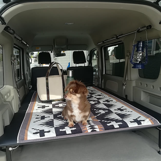 カーインテリア ペンドルトン エルエルビーン いぬと暮らす チワックス などのインテリア実例 03 15 10 54 16 Roomclip ルームクリップ