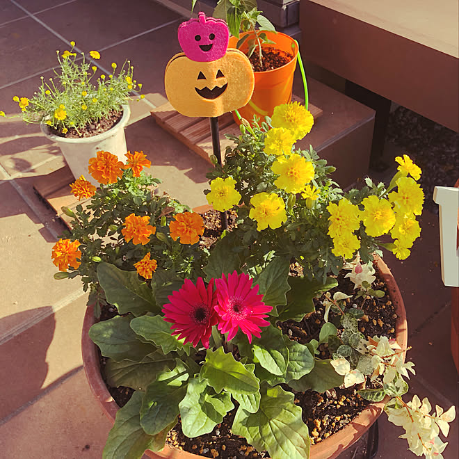 ガーベラ 庭 ガーデニング 花が好き 花のある暮らし などのインテリア実例 21 10 04 43 19 Roomclip ルームクリップ