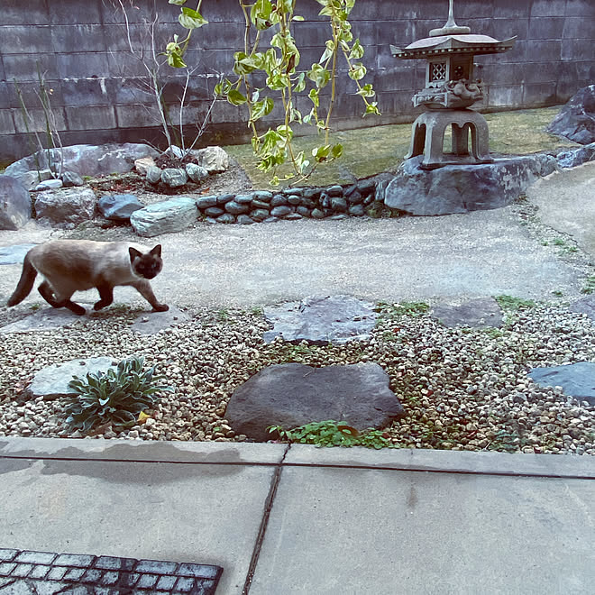 和風 お庭改造中 芝生ｄｉｙ まさ王グレー 雑草防止 ツル系植物 などのインテリア実例 12 07 09 39 07 Roomclip ルームクリップ