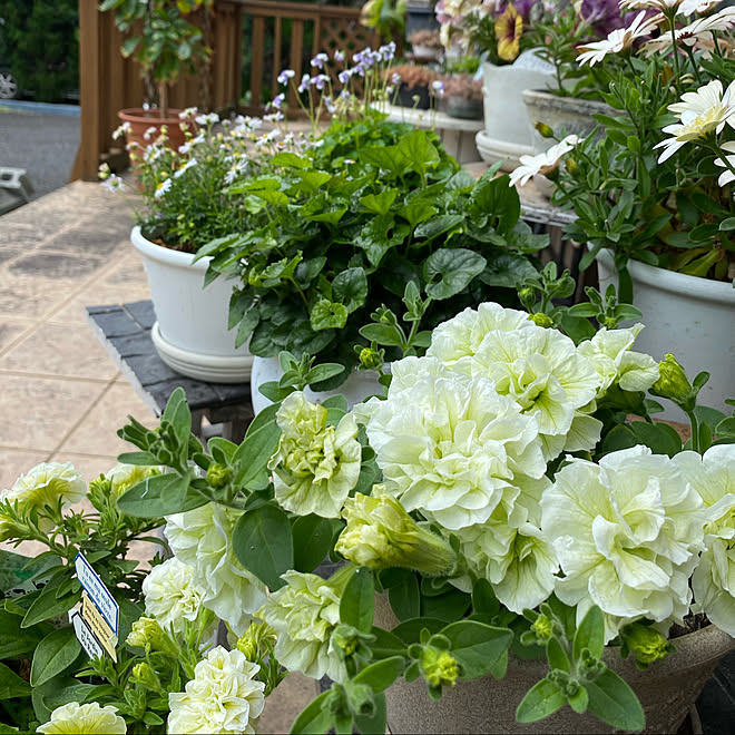 八重咲きペチュニア ライムイエロー ペチュニア 花のある暮らし No Green No Life 花が好き などのインテリア実例 21 06 05 19 02 53 Roomclip ルームクリップ