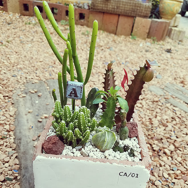 部屋全体/多肉植物/ハンドメイド /ねこと暮らす。/植中毒...などのインテリア実例 - 2018-03-31 23:48:08