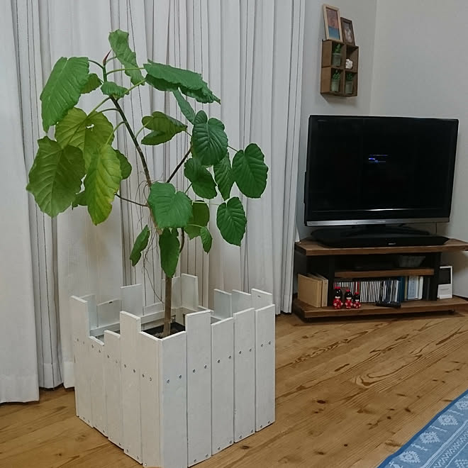 玄関/入り口/DIY/鉢カバーDIY /ウンベラータ♡のインテリア実例 - 2019-09-21 22:45:21