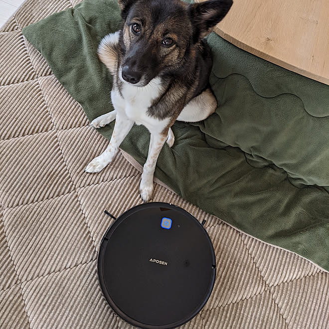 犬のいる暮らし 犬と暮らす ロボット掃除機 Aposen 我が家の癒し ゚ などのインテリア実例 11 28 08 48 18 Roomclip ルームクリップ 犬のいる暮らし 犬と暮らす ロボット掃除機 Aposen 我が家の癒し ゚ などのインテリア実例 11 28 08 48 18 Roomclip ルームクリップ