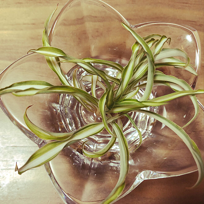 リビング ガラスの器 水栽培 オリヅルラン 観葉植物のある暮らしのインテリア実例 18 03 22 25 30 Roomclip ルームクリップ