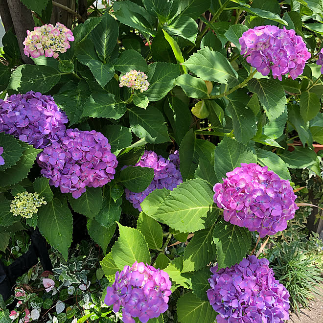 ハイドランジア 紫陽花 玄関 入り口 あじさい アジサイ などのインテリア実例 06 09 13 44 07 Roomclip ルームクリップ