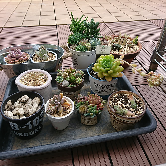 玄関 入り口 ベランダガーデン 多肉寄せ植え 多肉植物寄せ植え 多肉植物初心者 などのインテリア実例 04 11 15 06 22 Roomclip ルームクリップ 玄関 入り口 ベランダガーデン 多肉寄せ植え 多肉植物寄せ植え 多肉植物初心者 などのインテリア実例 04 11 15 06 22 Roomclip ルームクリップ