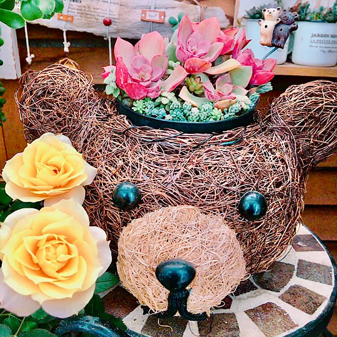 ガーデニング多肉植物 ガーデニング タニラー 広島たにらー プチプラガーデン などのインテリア実例 21 02 19 21 04 36 Roomclip ルームクリップ