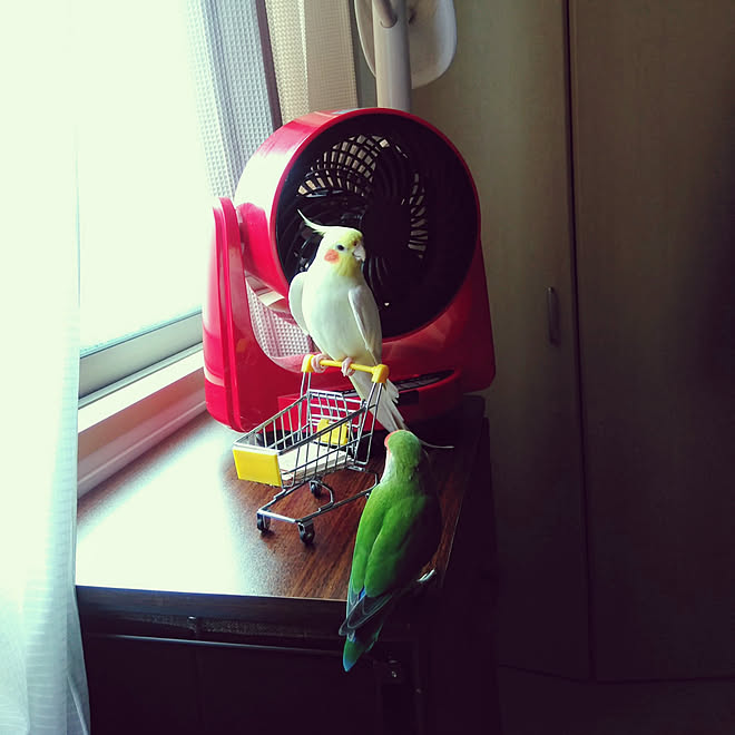 棚 犬 インコと暮らす家 いぬと暮らす 鳥と暮らす などのインテリア実例 19 08 18 00 25 36 Roomclip ルームクリップ