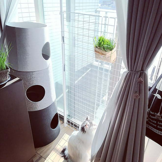 リビング ワイヤーネットdiy 猫と暮らす ねこ部 ねこグッズ などのインテリア実例 02 19 09 44 42 Roomclip ルームクリップ