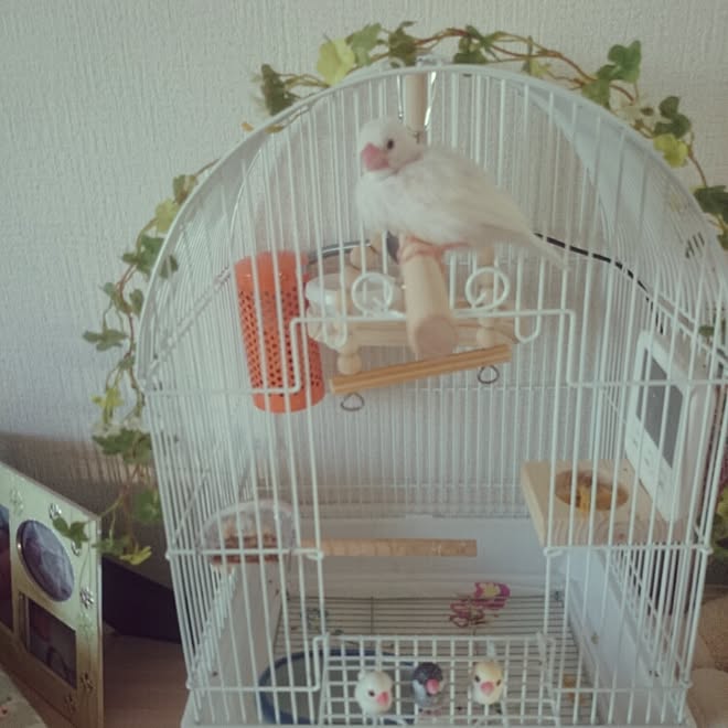 リビング 鳥小屋 文鳥 文鳥がちゃのインテリア実例 15 05 29 17 28 45 Roomclip ルームクリップ リビング 鳥小屋 文鳥 文鳥がちゃのインテリア実例 15 05 29 17 28 45 Roomclip ルームクリップ