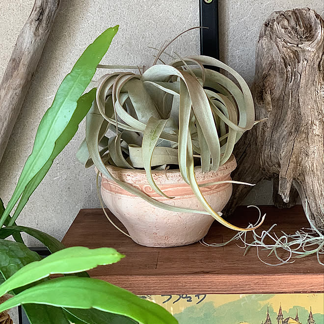 ジャングル化計画 エピフィルム プミラム 流木 キセログラフィカ 観葉植物 などのインテリア実例 21 03 02 00 24 06 Roomclip ルームクリップ