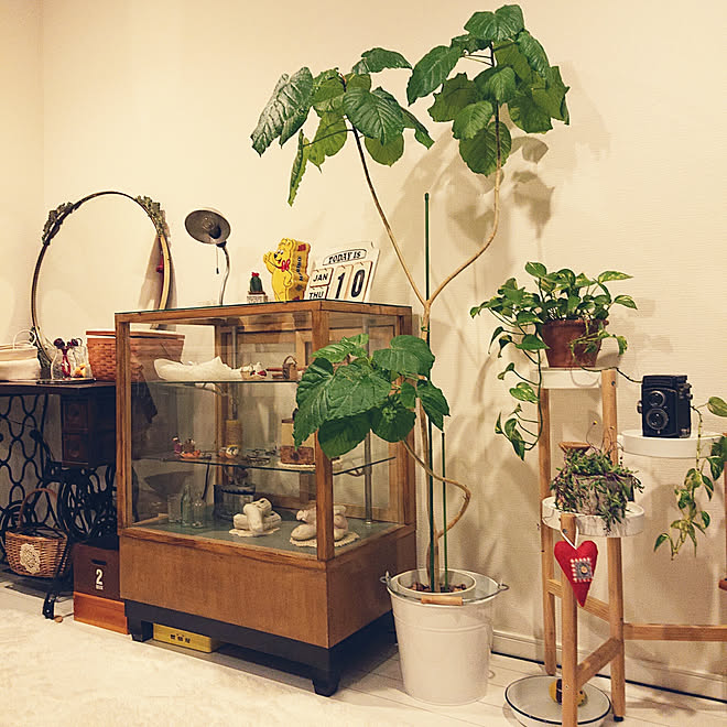 リビング Ikea 花台 ワンコと暮らす家 ３階建て ウンベラータ などのインテリア実例 19 03 09 18 55 32 Roomclip ルームクリップ