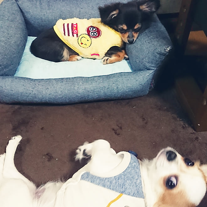 リビング 癒されます 犬のいる暮らし 犬大好き 家族 などのインテリア実例 11 13 18 09 46 Roomclip ルームクリップ