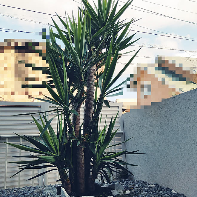 玄関 入り口 いいね フォローありがとうございます インスタもフォローしてね 熱帯植物 ユッカエレファンティペスのインテリア実例 21 09 04 17 18 33 Roomclip ルームクリップ