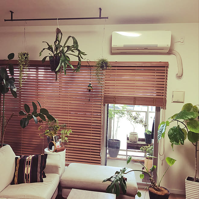 観葉植物/ガーデニング/北欧/壁/天井のインテリア実例 - 2019-11-26 16:03:49