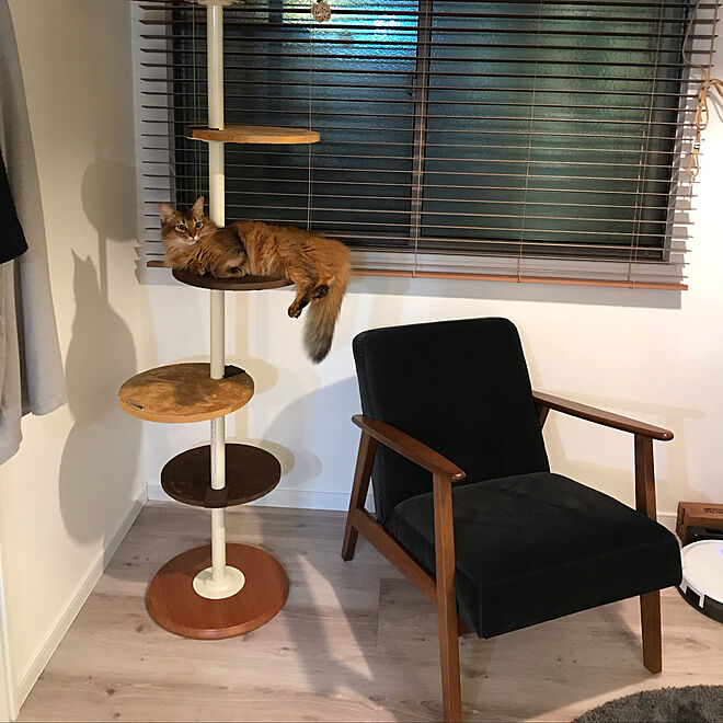 キャットタワー 猫のいる生活 ソマリ Ikea ブラインド などのインテリア実例 2019 05 22 22 08 31 Roomclip ルームクリップ