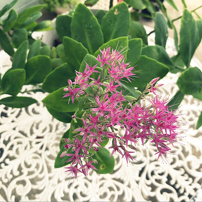 ミセバヤの花 ミセバヤ 季節を楽しむ暮らし 植物のある暮らし 植物 などのインテリア実例 21 09 26 14 46 45 Roomclip ルームクリップ