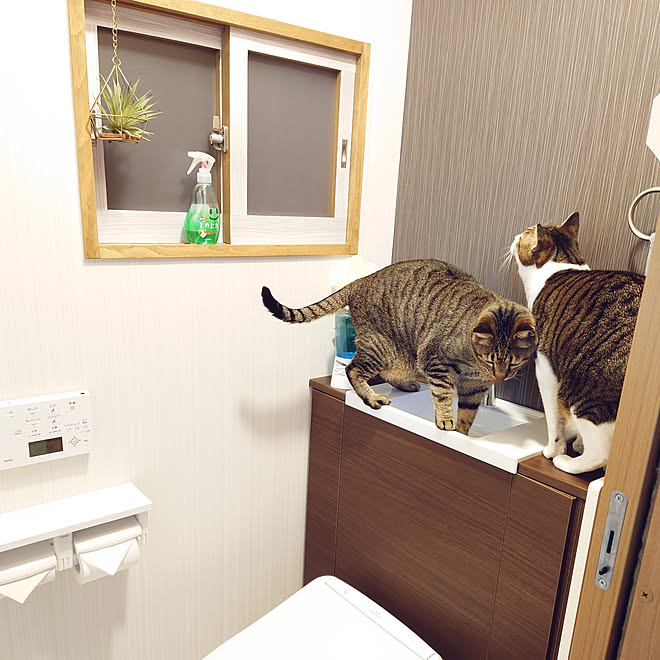バス トイレ 新生活 一人暮らし 雑貨 多頭飼いの家 などのインテリア実例 22 03 15 23 10 42 Roomclip ルームクリップ