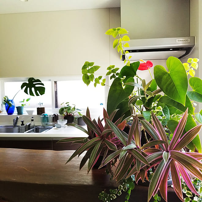 キッチン 観葉植物のある暮らし 観葉植物 寄せ植えのインテリア実例 22 08 15 45 26 Roomclip ルームクリップ