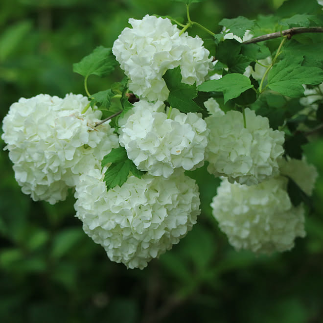 はなのある暮らし ビバーナムスノーボール 花のある暮らし ハーブのある暮らし 玄関 入り口のインテリア実例 22 05 03 14 34 25 Roomclip ルームクリップ