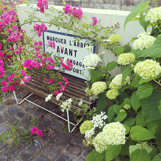 アナベル 薔薇 紫陽花 ベンチ 海外のお庭に憧れる などのインテリア実例 06 04 35 45 Roomclip ルームクリップ