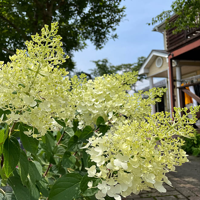 ピラミッドアジサイシルバーダラー 花が好き 庭のある暮らし 植物 庭 などのインテリア実例 21 07 14 16 40 00 Roomclip ルームクリップ