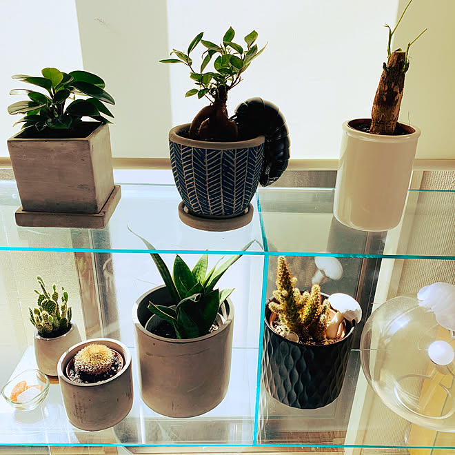 サボテン 観葉植物 ガチャガチャ ディスプレイコーナー ガラス雑貨 などのインテリア実例 03 23 13 57 51 Roomclip ルームクリップ